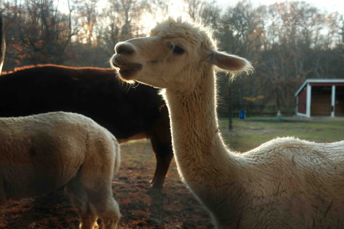 Llama Llama Red Pajama